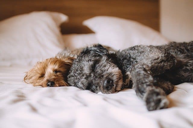 two dogs sleeping on pet sitter bed