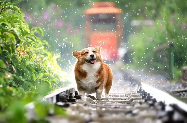 happy corgi walking in the rain