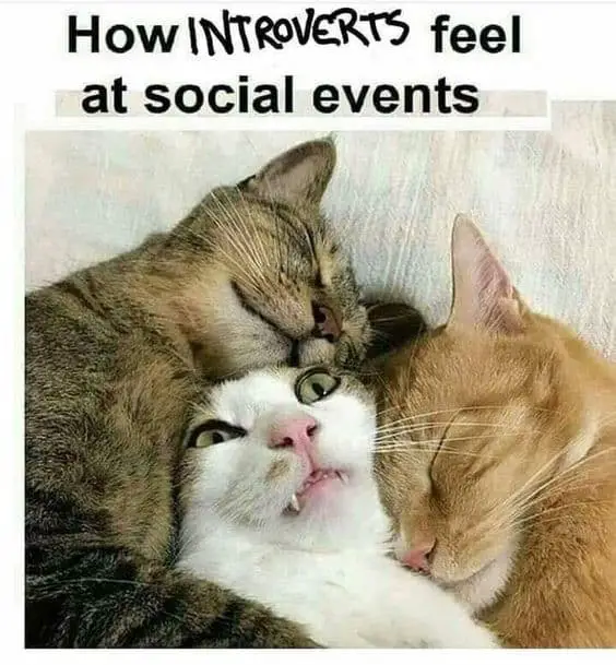 introvert meme cats how feel at social events