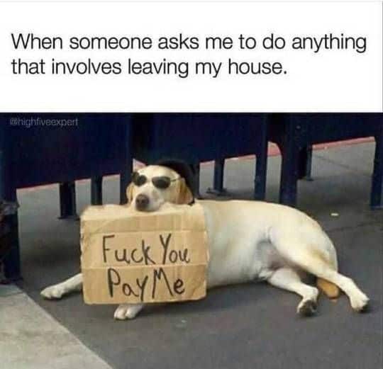 introvert meme dog with sign