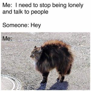 introvert meme talk to people cat