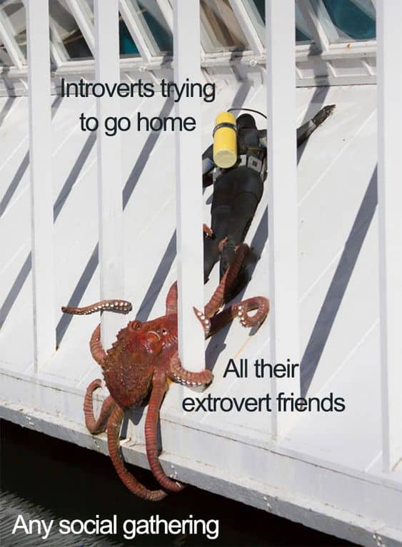 boredpanda.com pinterest introvert memes