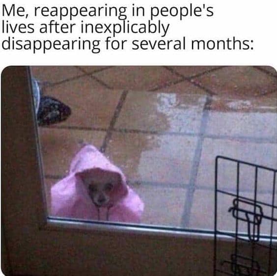 introvert meme dog reappearing outside in rain